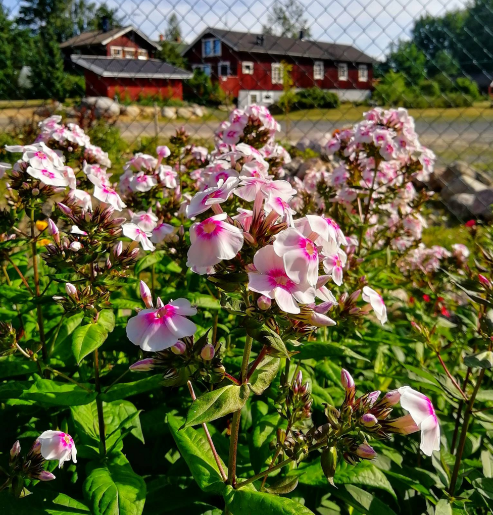 Katiskanmäki — photo 6